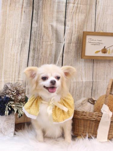 20241022チャッピーちゃん